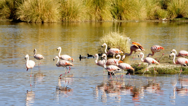 imagen Descubrí la maravilla natural de Llancanelo, un humedal único en Mendoza