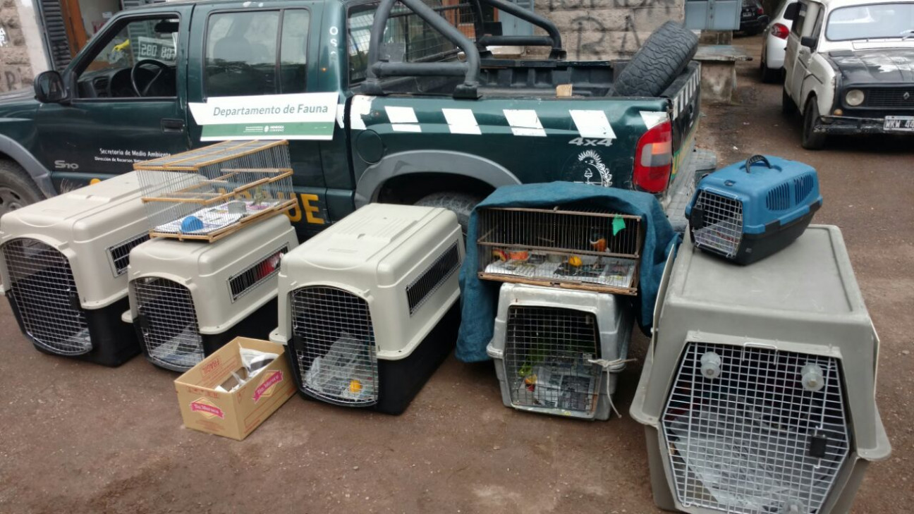 imagen En el último año se rescataron 1800 animales exóticos del tráfico ilegal