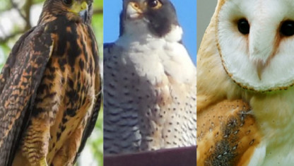 imagen Gavilanes, halcones y lechuzas de campanario: cuál es el rol de las aves rapaces en la ciudad