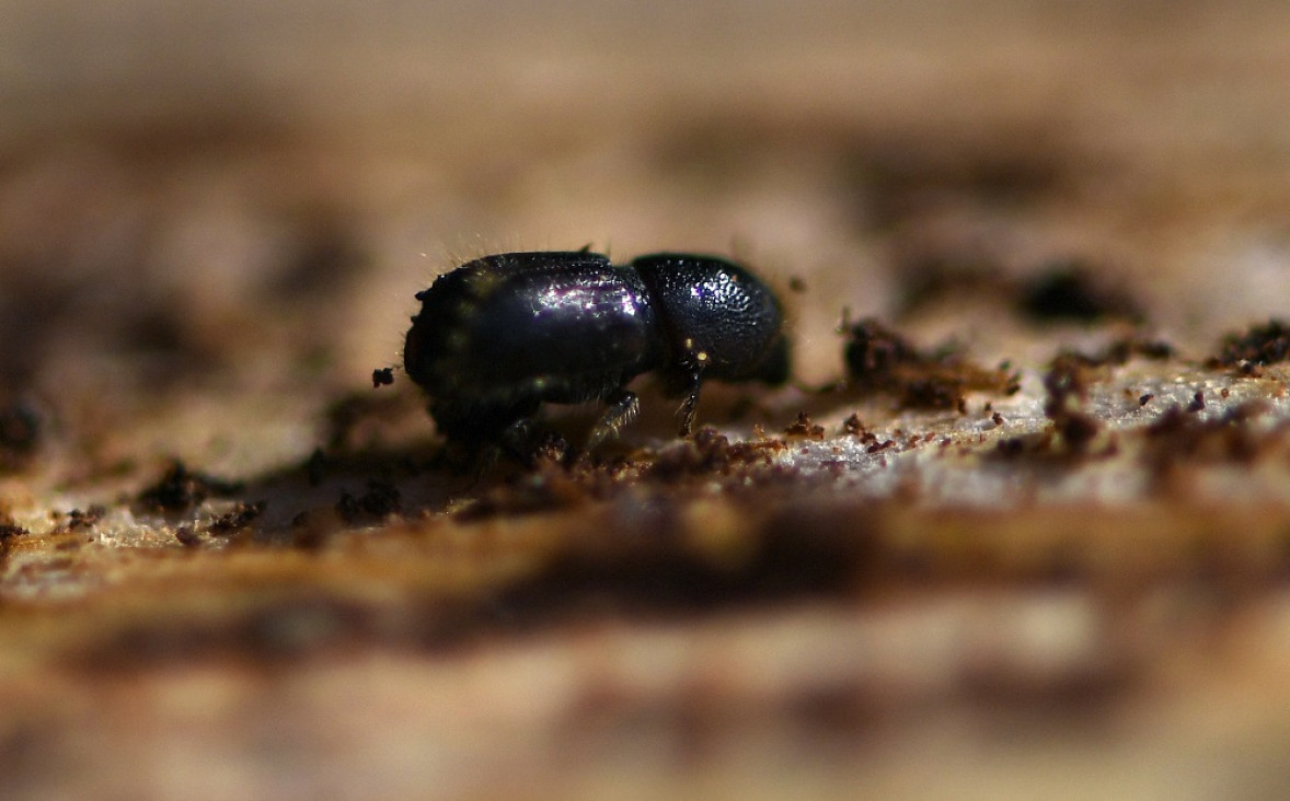 imagen Crisis climática: árboles y plantas más débiles y migración masiva de insectos