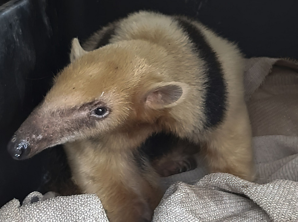 imagen Trasladan al oso melero rescatado en Mendoza a un centro de conservación en Corrientes 