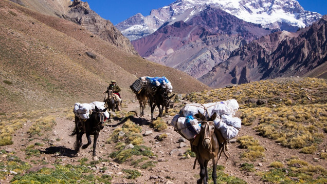 imagen Entre el negocio y el abandono: ¿quién protege a las mulas del Aconcagua?