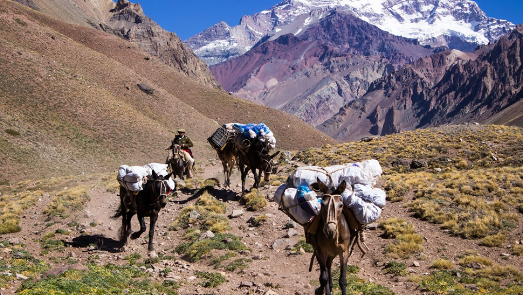 imagen Entre el negocio y el abandono: ¿quién protege a las mulas del Aconcagua?
