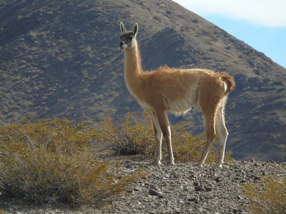 imagen La caza afectó la diversidad genética de los guanacos durante los últimos 2000 años