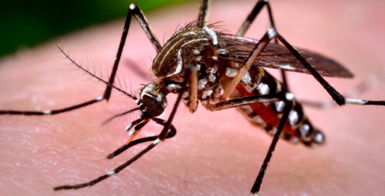 imagen Descubren cómo el virus del Zika usa el sistema de defensas humano para avanzar con la infección