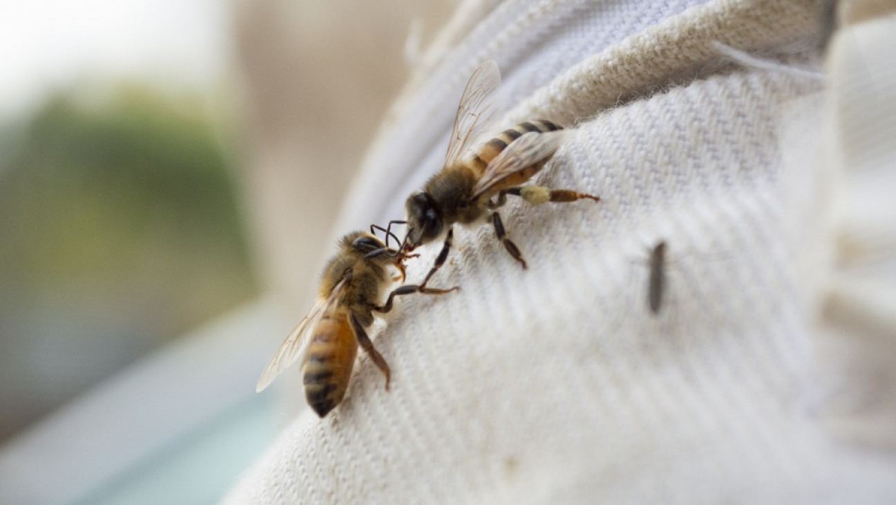imagen La labor de las abejas impacta en forma positiva en el 75% de los alimentos 