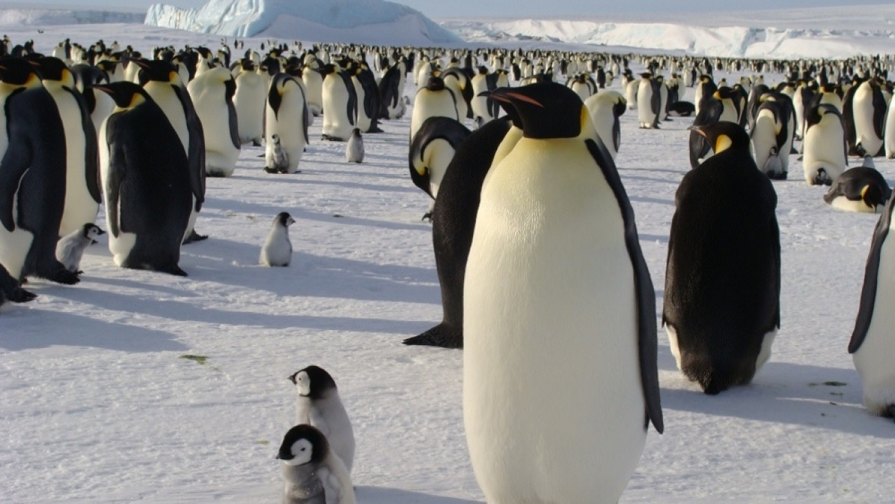 imagen Antártida: el deshielo precoz pone en peligro al pingüino emperador