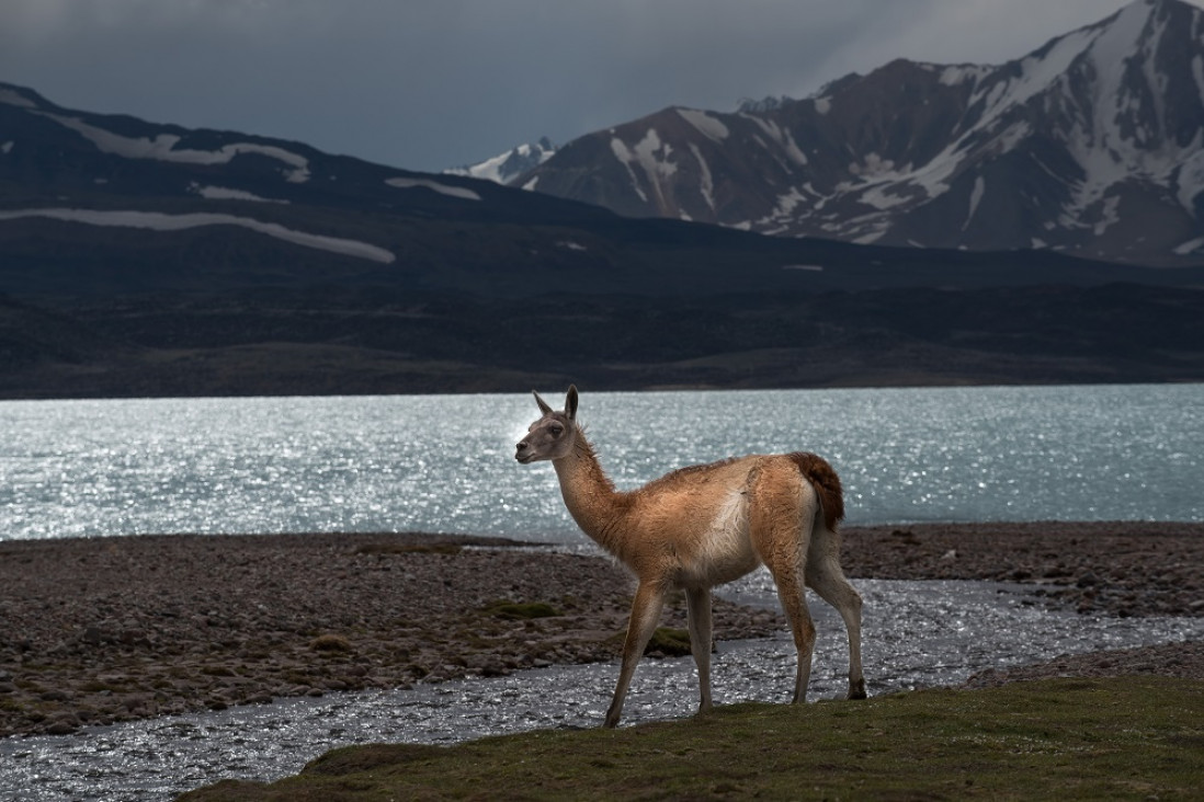 imagen Cómo sacar el ticket on-line para ingresar al Parque Provincial Aconcagua y a las áreas naturales de Mendoza