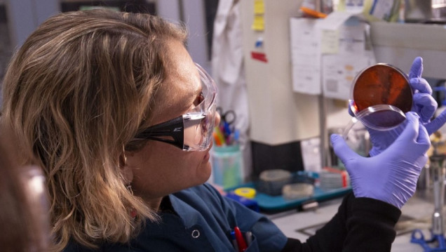 imagen Bioquímica argentina estudia una superbacteria resistente a los antibióticos y con alta tasa de mortalidad