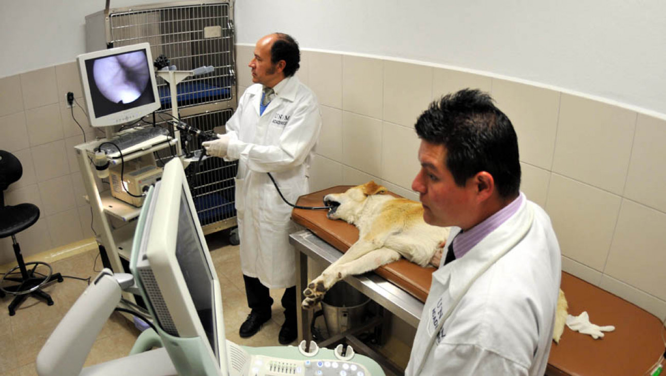 imagen El esperado hospital veterinario