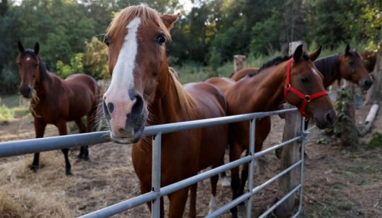 imagen Caballos que sanan: de maltratados a piezas clave en la terapia de niños y niñas
