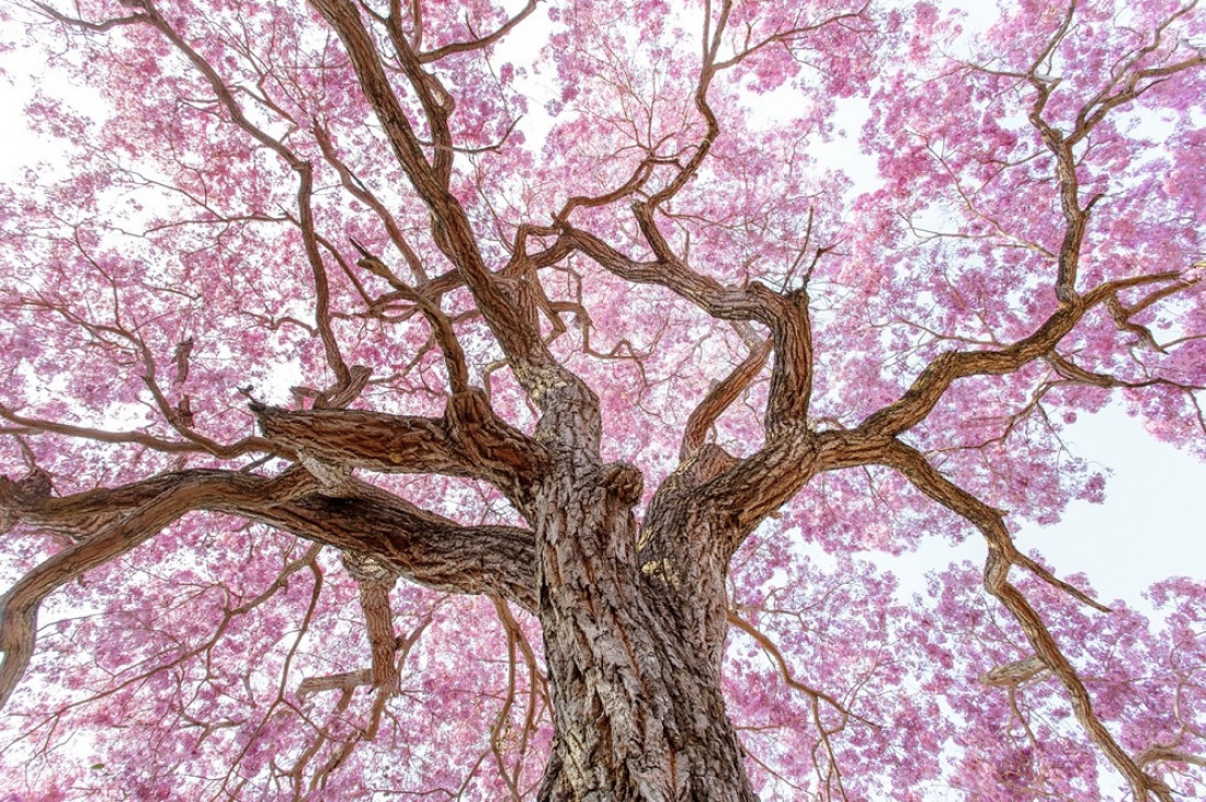 imagen ¿Cuál es el fenómeno astronómico que da inicio a la primavera?
