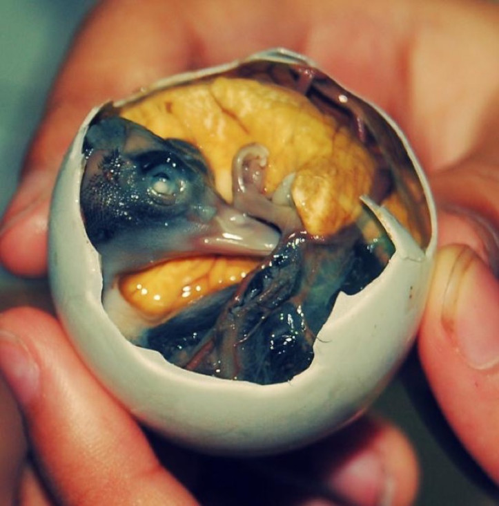 imagen Las comidas más extrañas alrededor del mundo