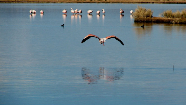 imagen Los humedales, aliados contra el cambio climático, cubren el 20% del territorio argentino
