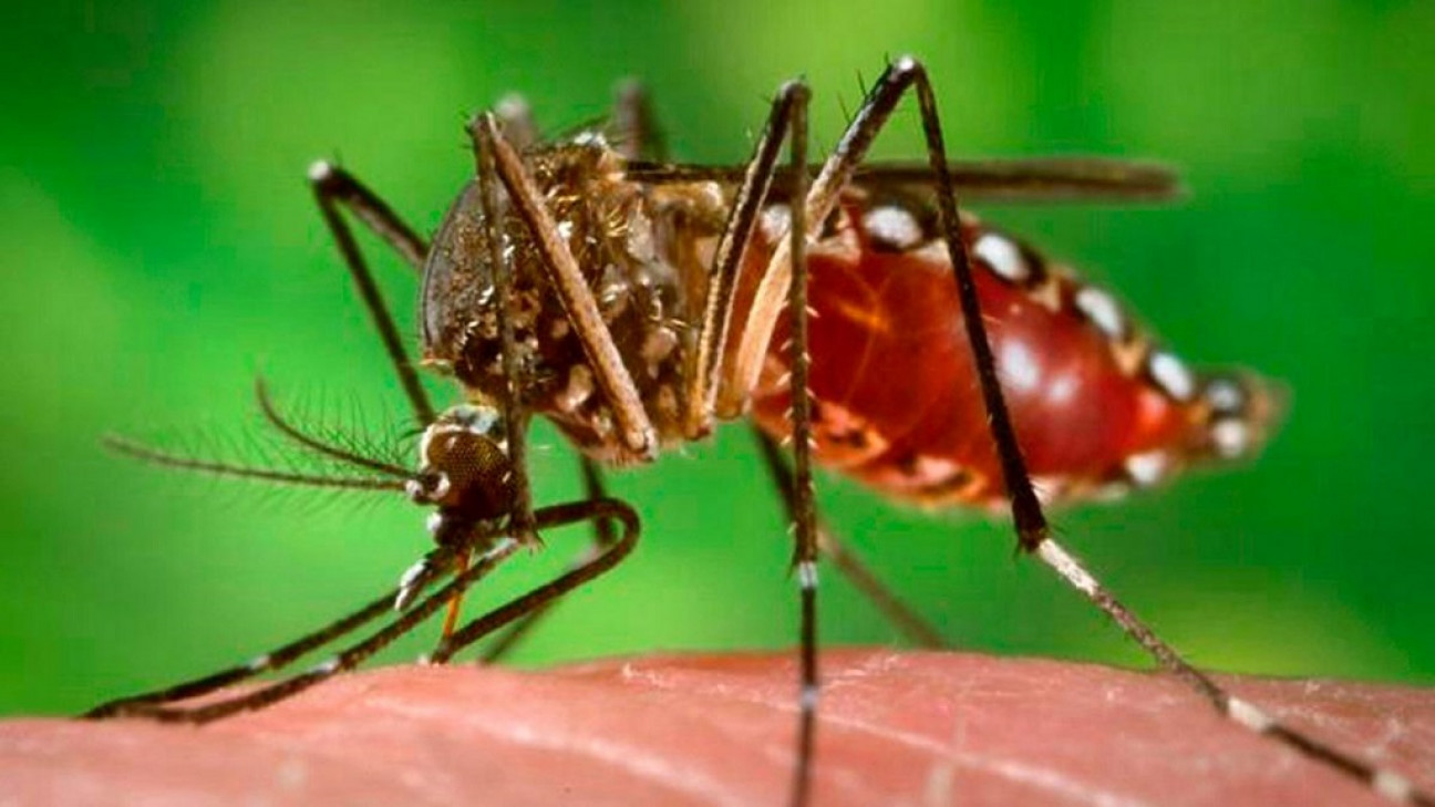 imagen Los mosquitos, protagonistas del verano: prevención y síntomas de las enfermedades que provocan