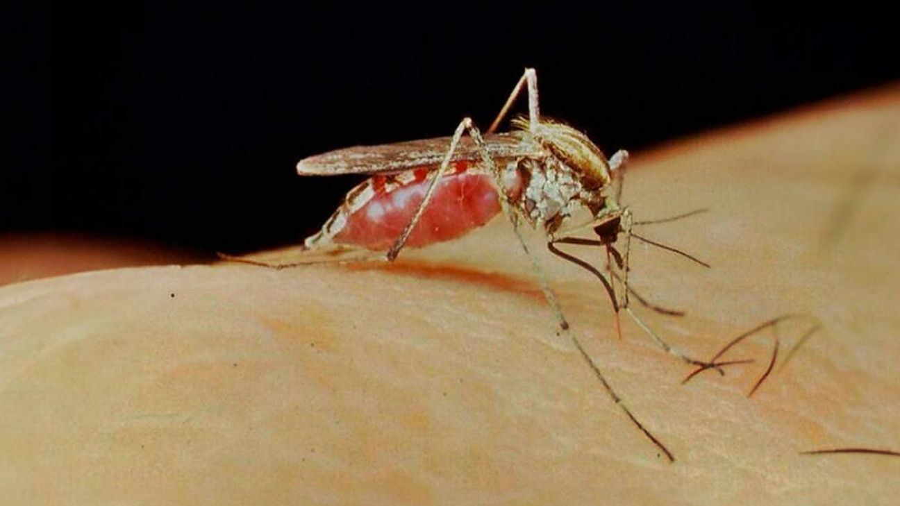 imagen Especialistas del INTA y el Conicet evalúan cultivar peces y camarones para combatir a los mosquitos