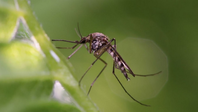 imagen Mendoza tiene un pico de contagio de dengue y hay casos autóctonos en cuatro departamentos