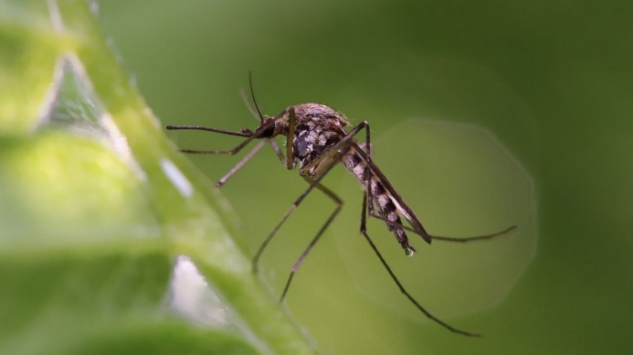 imagen Mendoza tiene un pico de contagio de dengue y hay casos autóctonos en cuatro departamentos