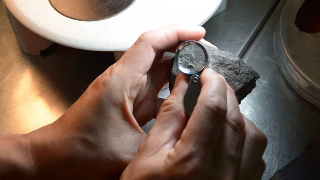 imagen Hallan plantas fósiles de 242 millones de años en Mendoza