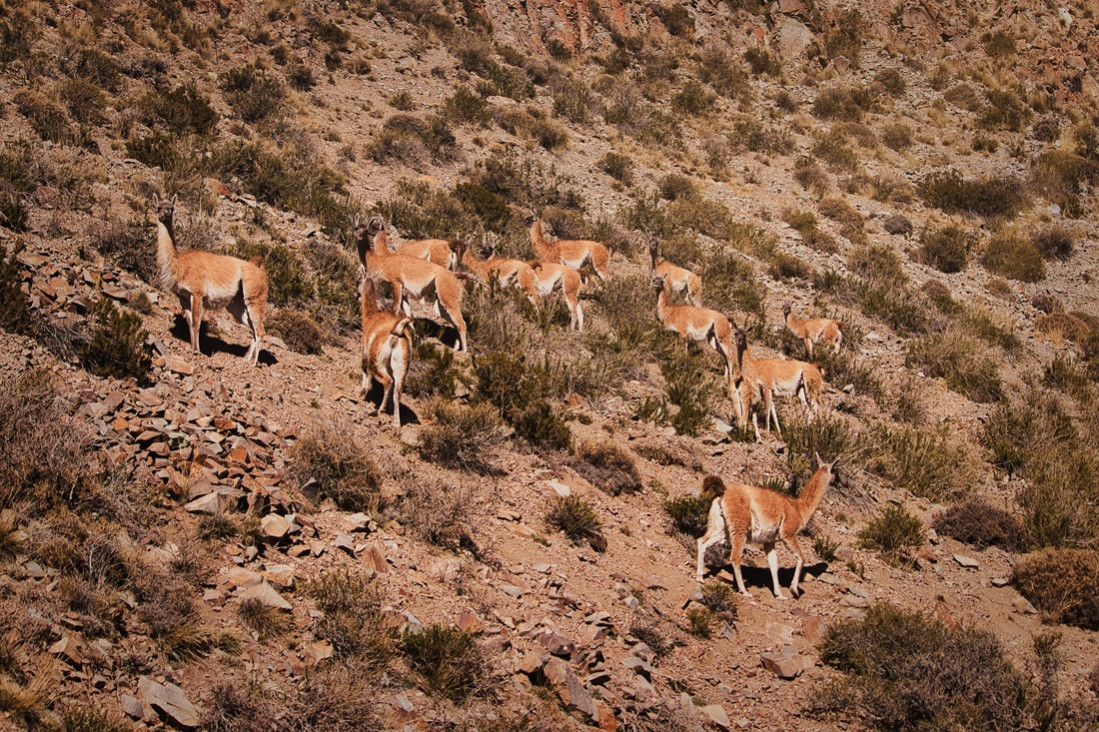 imagen Salvar la fauna, proteger el futuro: Mendoza rescató 16 mil animales en una década