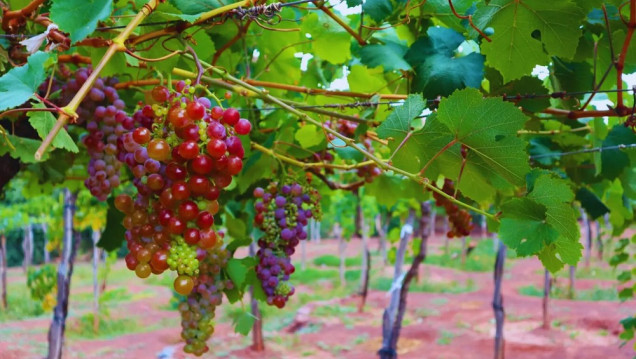 imagen Lavalle, referente en vinos artesanales con identidad local