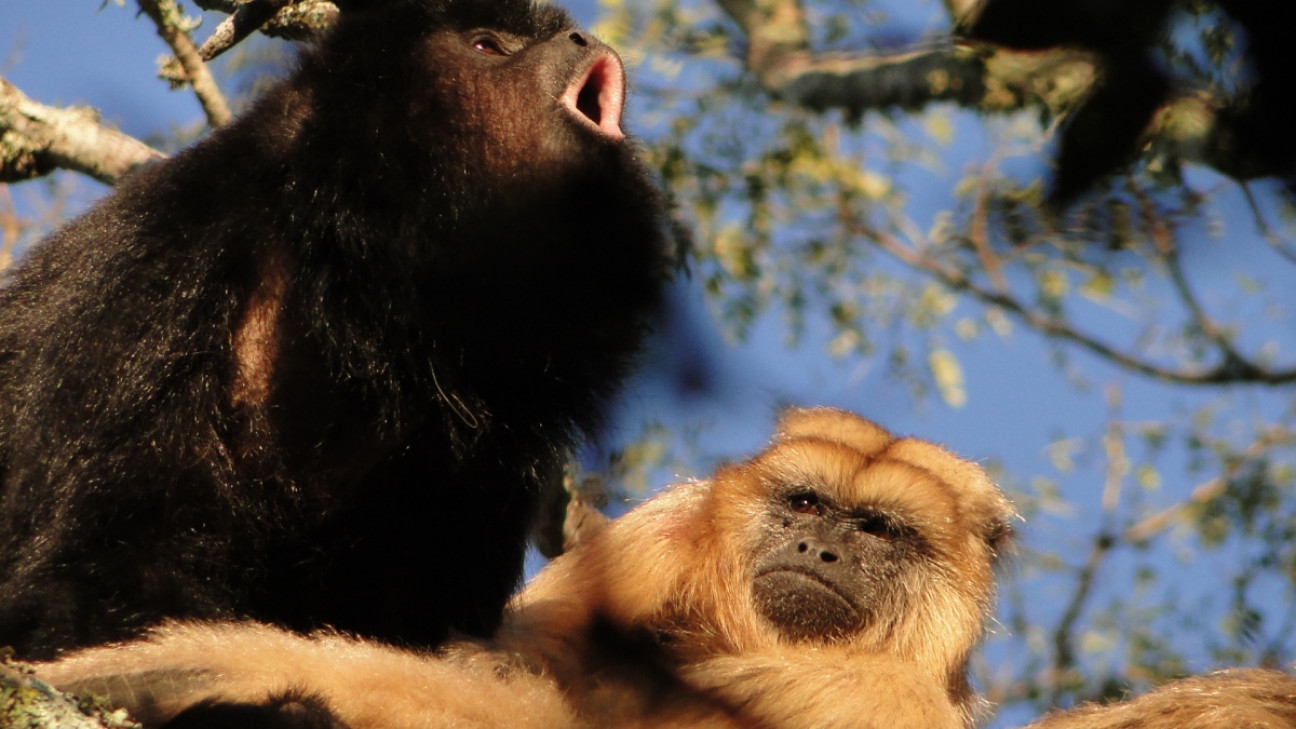 imagen Según la ciencia, los primeros primates vivían en pareja