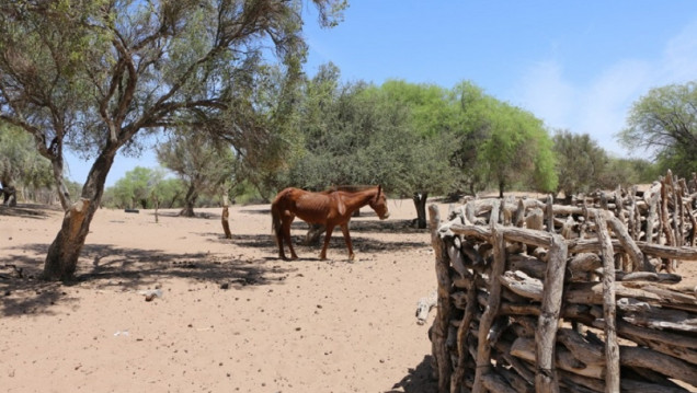 imagen BlackSun, el proyecto de estudiantes de Mendoza que busca revolucionar la captación de agua en zonas áridas