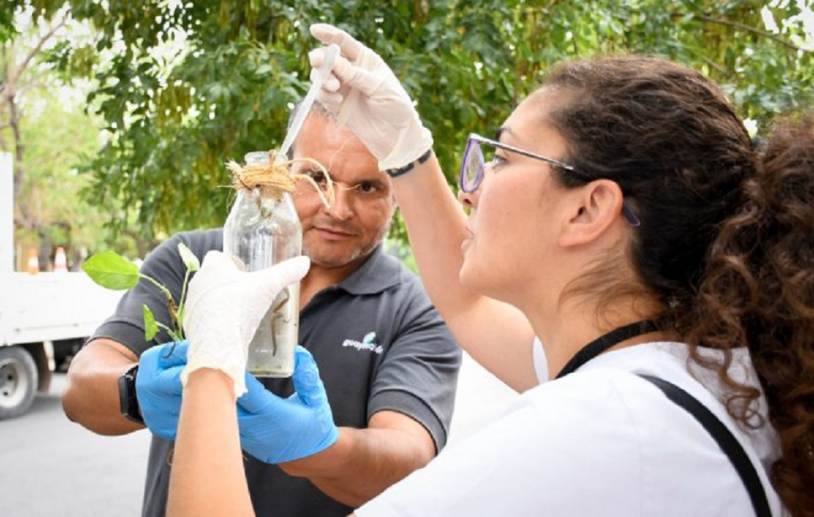 imagen Mendoza registra 550 casos confirmados de dengue en lo que va del año