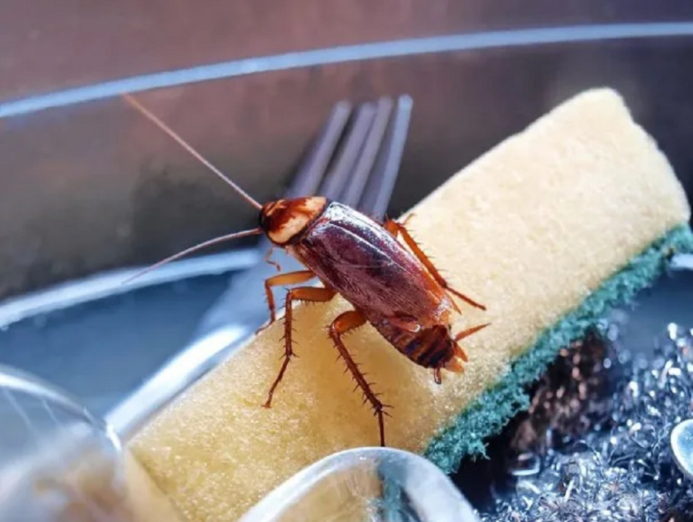 imagen Identifican dos compuestos no tóxicos para humanos que repelen a las cucarachas