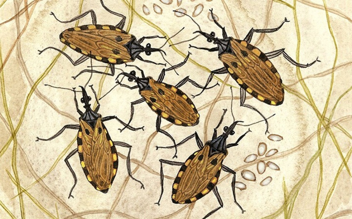 imagen El Conicet avanza en el desarrollo de una vacuna nasal contra el Chagas