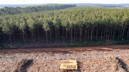 imagen Greenpeace visibilizó el incremento del 21% de desmontes en el país