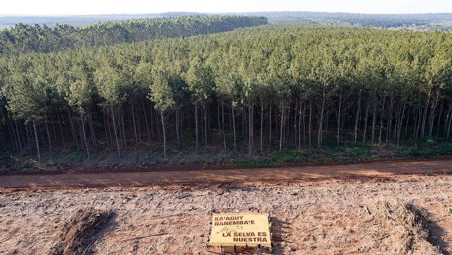 imagen Greenpeace visibilizó el incremento del 21% de desmontes en el país