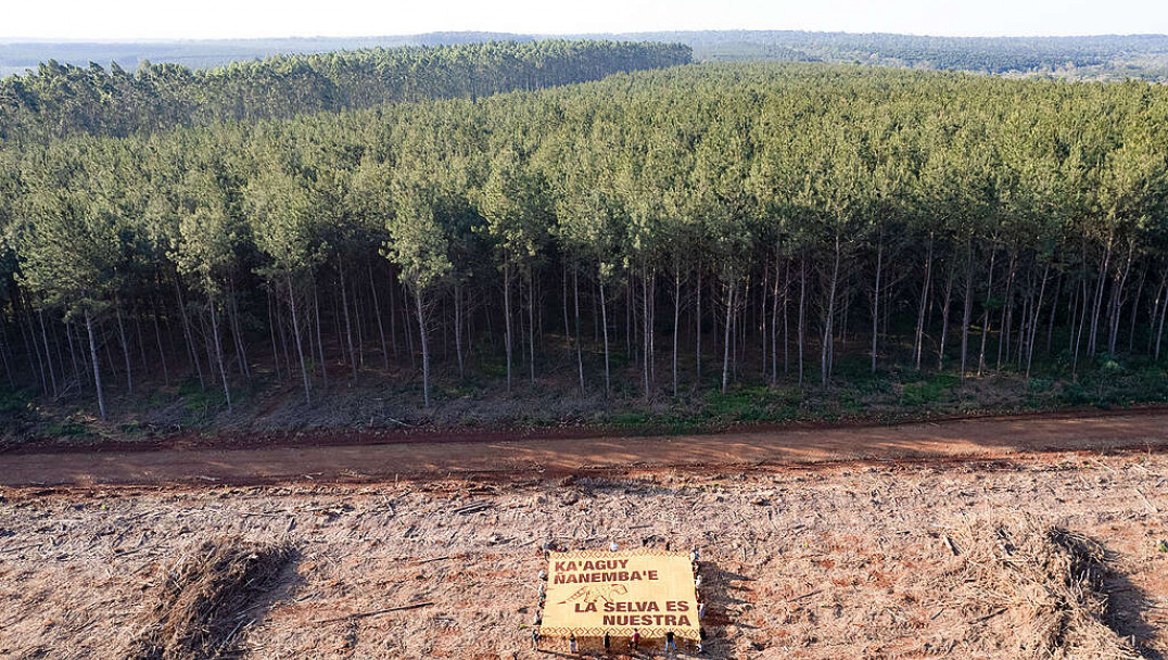 imagen Greenpeace visibilizó el incremento del 21% de desmontes en el país