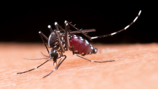 imagen Mosquitos que trasmiten el dengue mutaron y resisten más a los insecticidas 