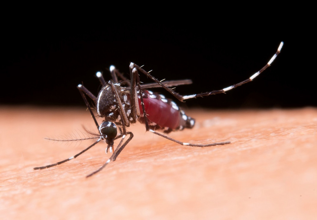 imagen Mosquitos que trasmiten el dengue mutaron y resisten más a los insecticidas 