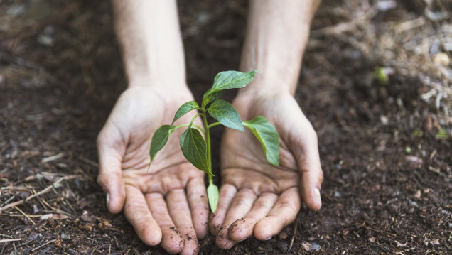 imagen ¿Plantar más árboles es una estrategia eficiente contra el cambio climático?