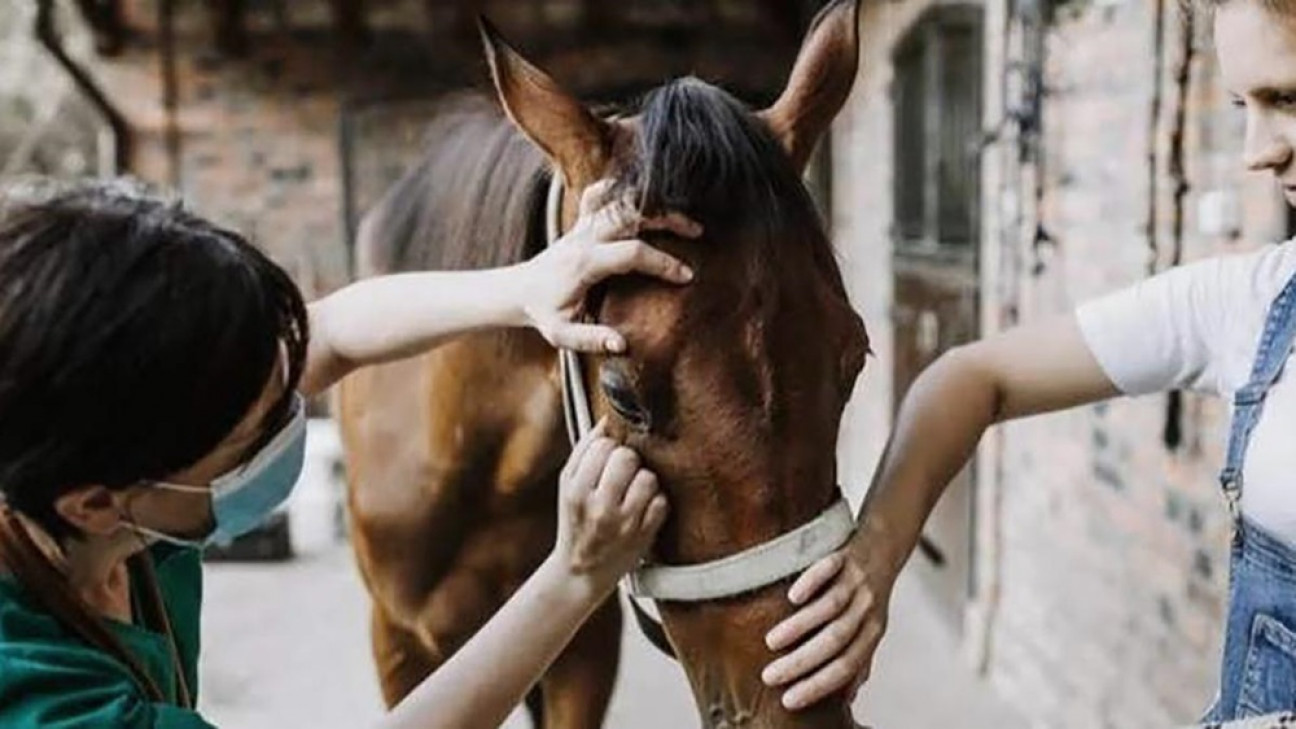 imagen Establecen vacunación obligatoria contra encefalomielitis equina en todo el país
