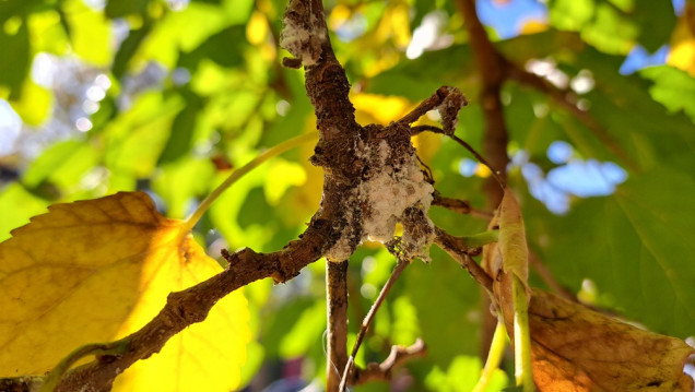 imagen El calor prolongado multiplicó una plaga pegajosa en el arbolado público