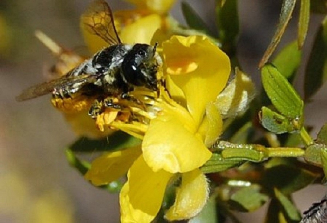 imagen Un viaje al mundo de las abejas en la flora nativa de Villavicencio