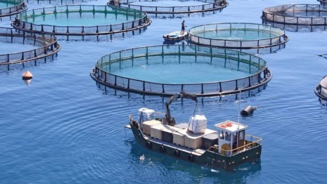 imagen Acuicultura sustentable: qué es y cómo puede ser uno de los sectores productivos con mayor potencial