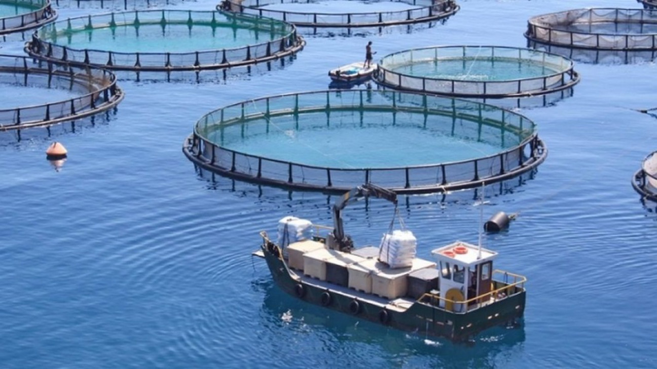 imagen Acuicultura sustentable: qué es y cómo puede ser uno de los sectores productivos con mayor potencial