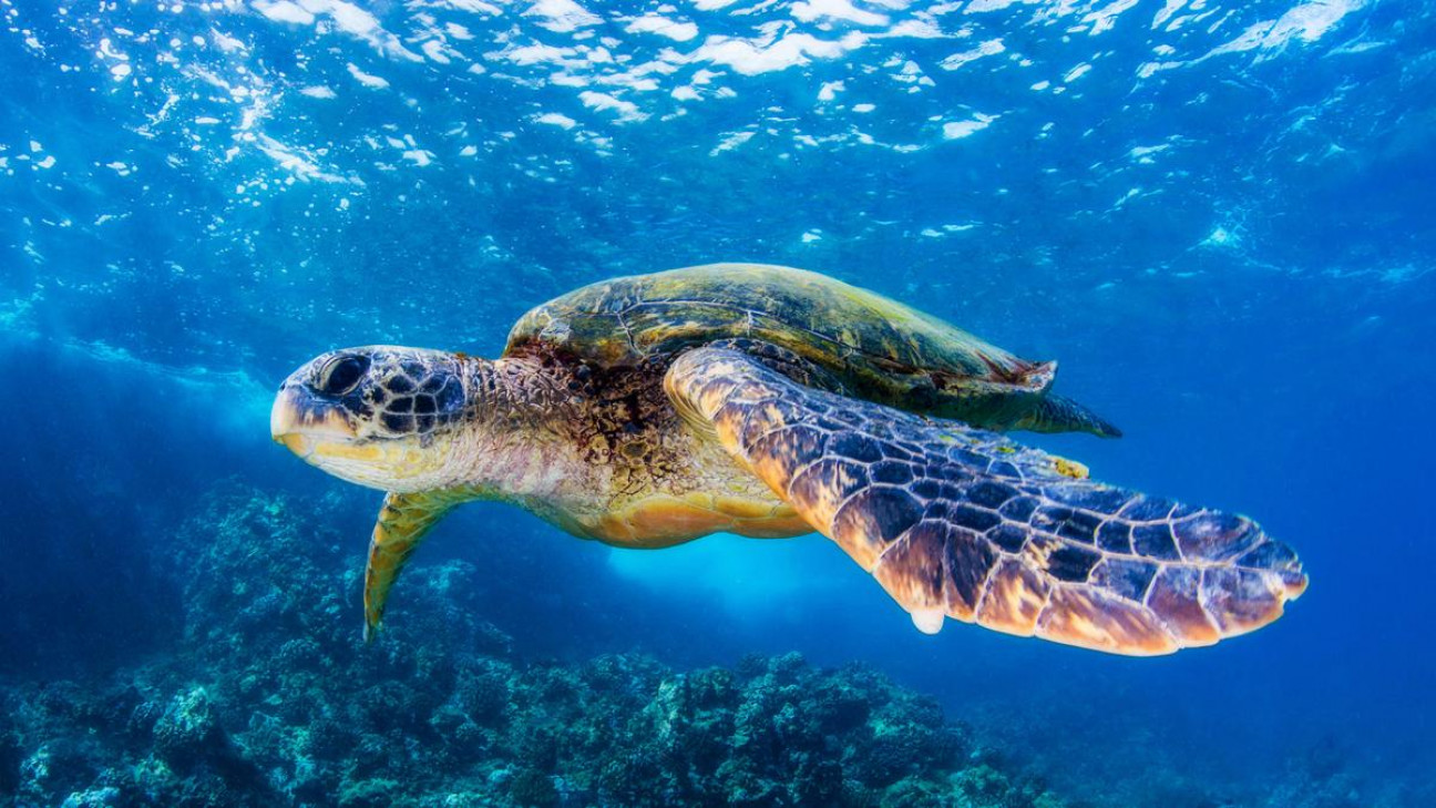 imagen Actualizaron la lista roja de especies en peligro de extinción en el mundo