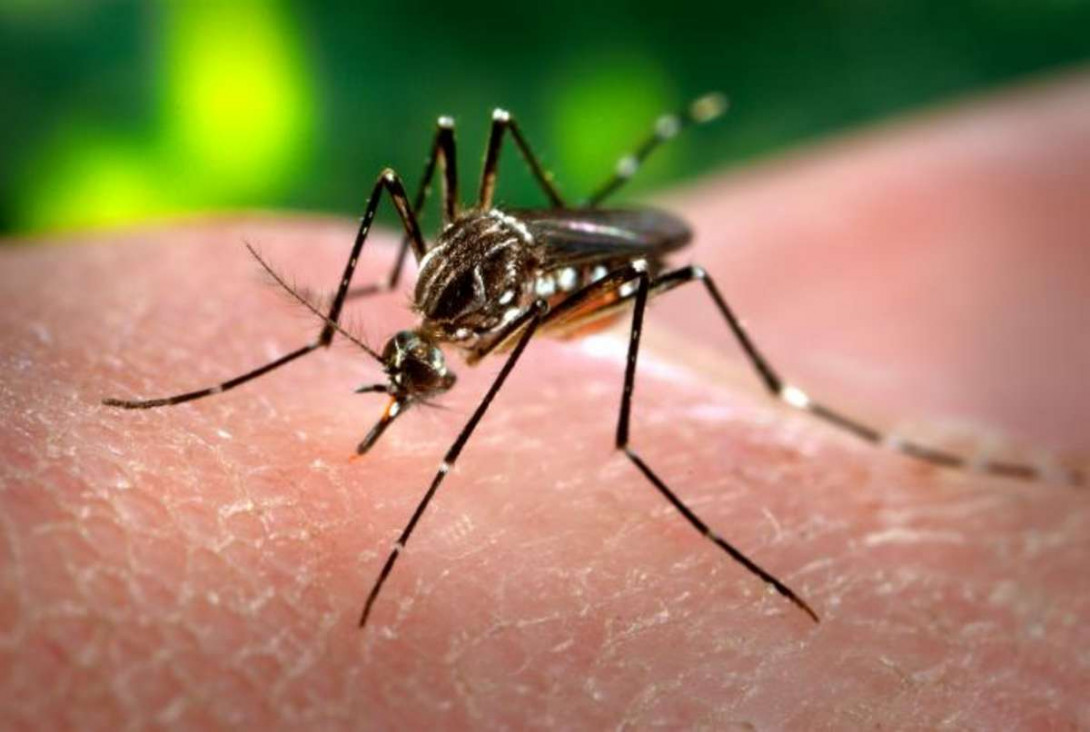 imagen El primer caso local de zika fue por transmisión sexual