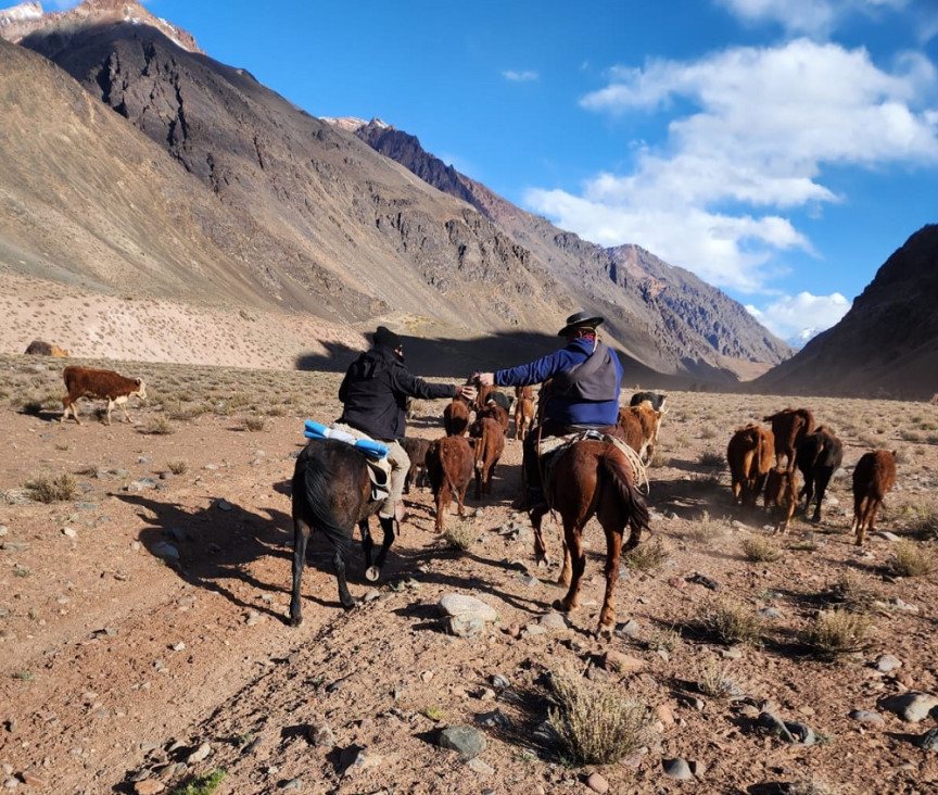 imagen Un proyecto busca mejorar la producción de vacas en Uspallata y lograr el abastecimiento local