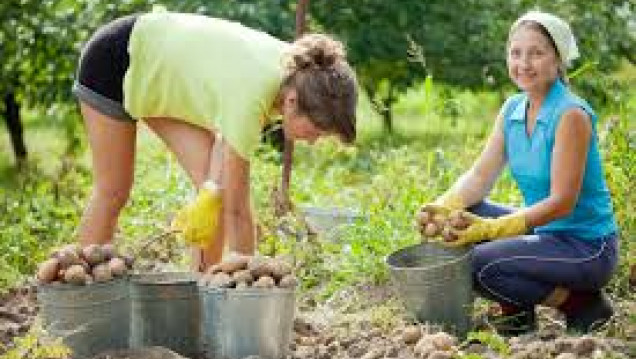 imagen Mejores alimentos por ley