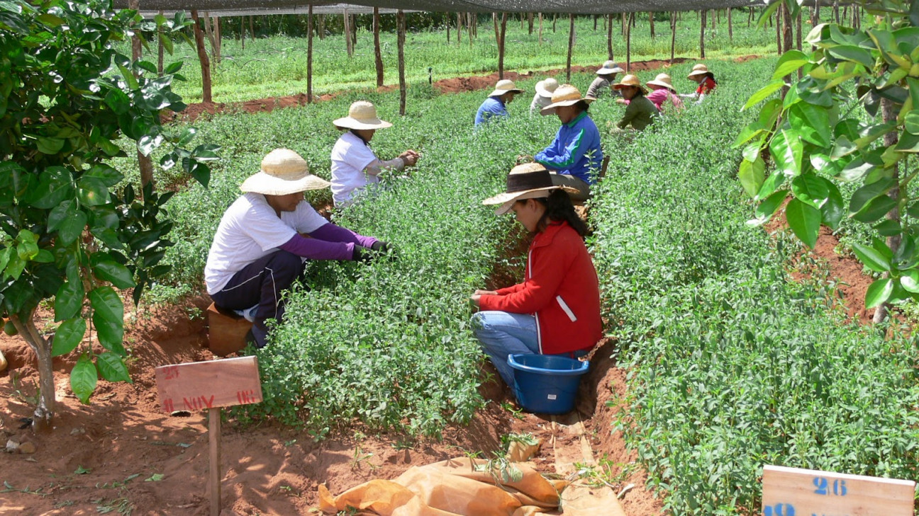 imagen Cristina destina fondos para el plan de agricultura familiar