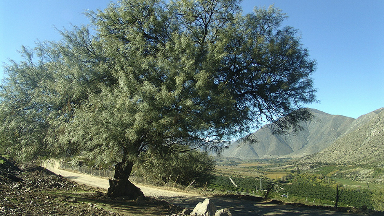 imagen Semillita de algarroba