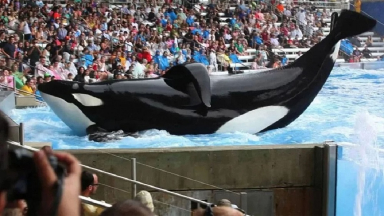 imagen Presentaron un proyecto para prohibir los espectáculos de animales marinos en cautiverio