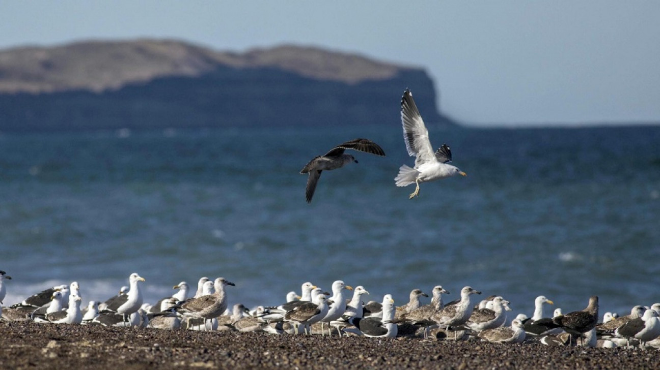 imagen Los microplásticos dañan el sistema digestivo de los pájaros marinos, según estudio