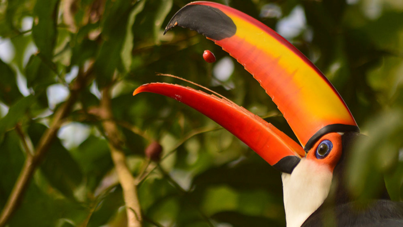 imagen Ciencia de la aves: científicos y científicas de Latinoamérica se paran frente a colonialismo en la ornitología